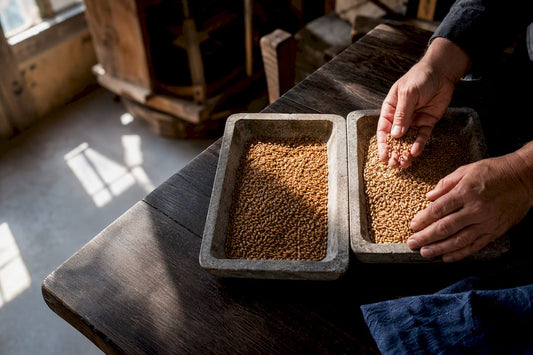 Einkorn and modern wheat kernels compared