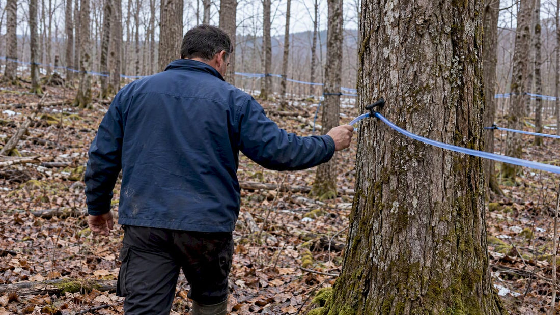 Producer checking a maple sap line
