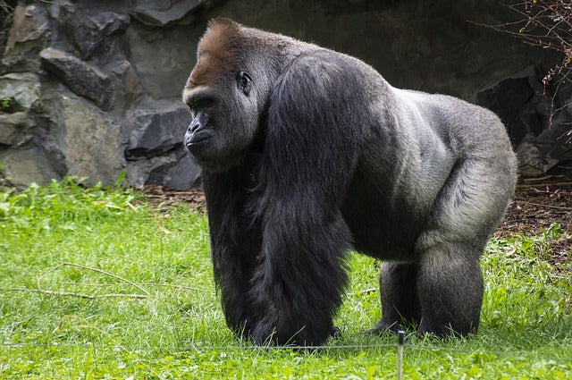 Gorilla, high protein, vegan, plant based, pre work nutrition