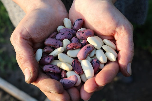 Hand full of beans legumes, high protein, plant based, vegan, gluten free, wholefood