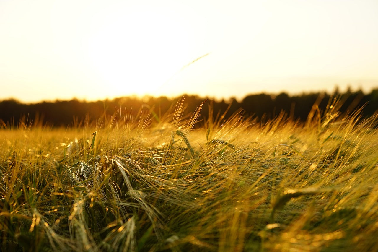 Sun over Harvest, Menopause support, high protein, vegan