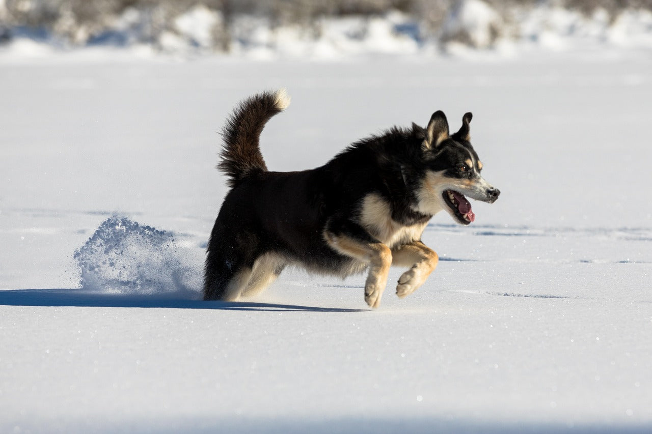 Wolf in Snow, Fast release energy, porridge, pre workout, vegan, plant based