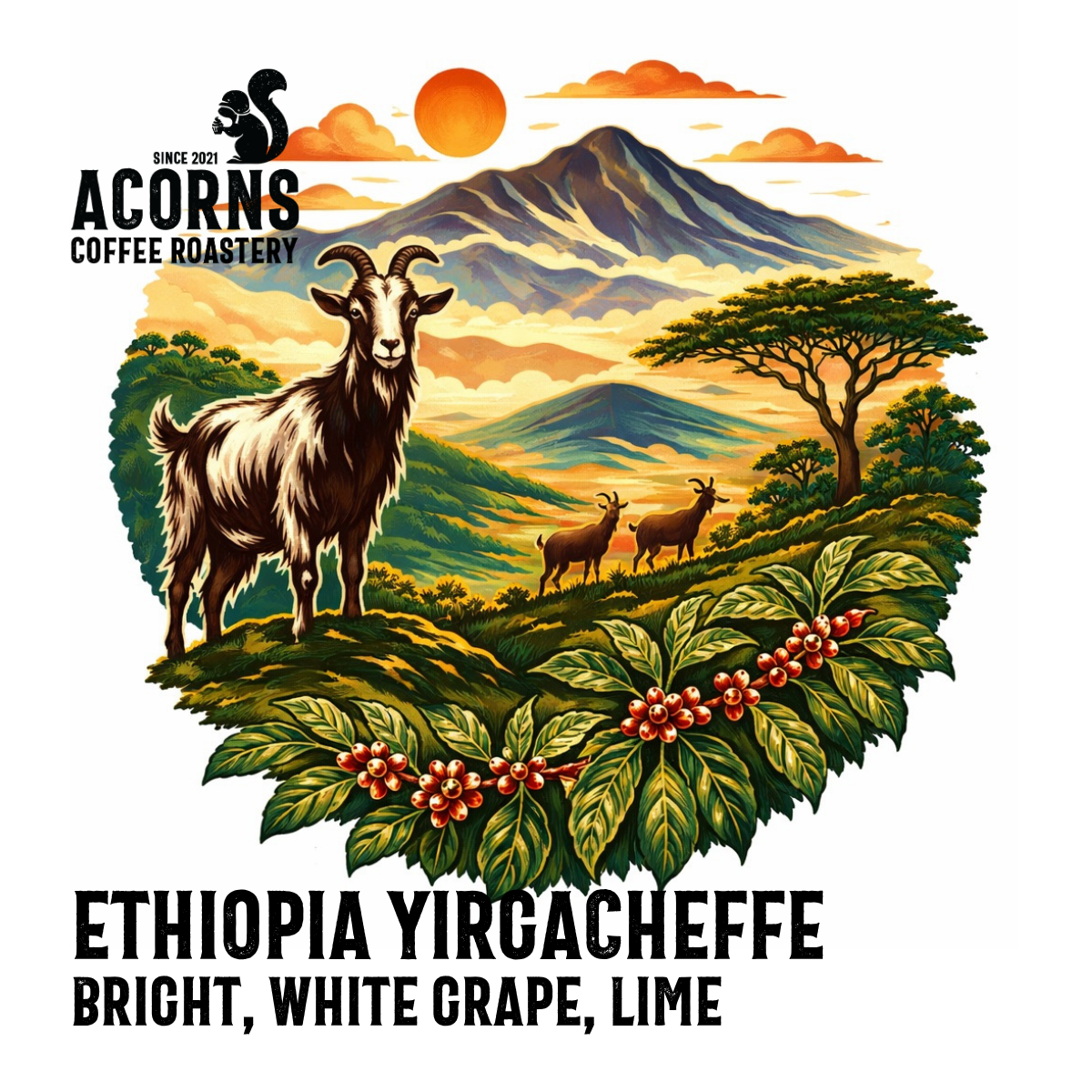 Ethiopian Yirgacheffe Medium Roast