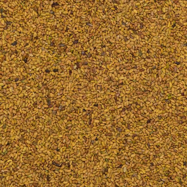 Organic Alfalfa Seeds