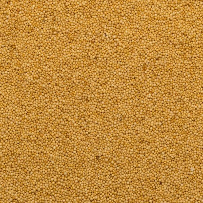 Organic Amaranth Seed