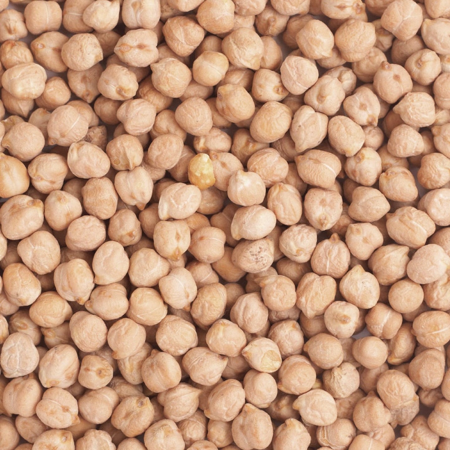 Organic Chickpeas